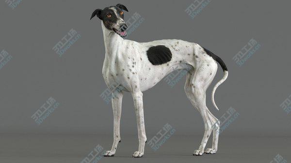 images/goods_img/20210312/3D Greyhound (4) (Rigged) model/2.jpg